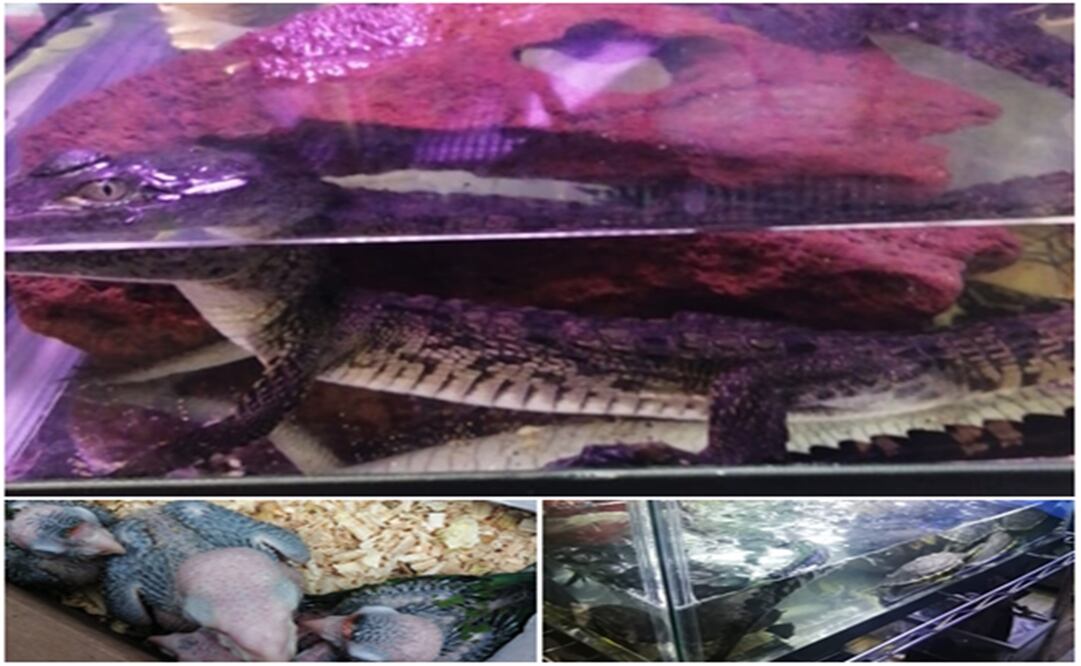 Se rescataron en total 67 animales protegidos, de los cuales no se pudo acreditar la legal procedencia. Foto: Especial