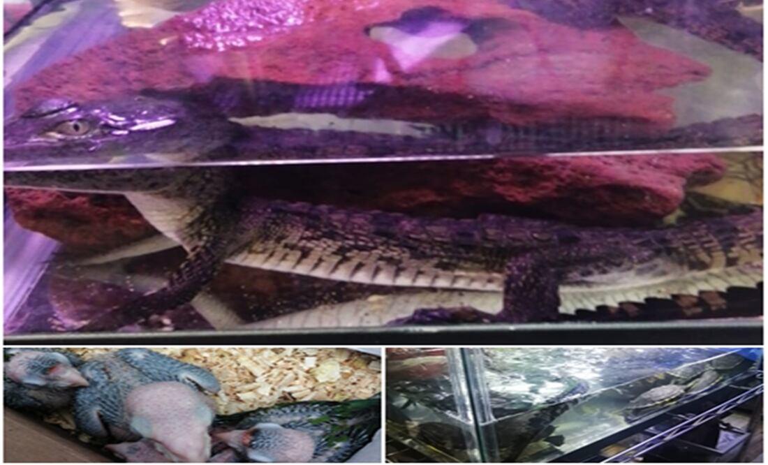 Se rescataron en total 67 animales protegidos, de los cuales no se pudo acreditar la legal procedencia. Foto: Especial