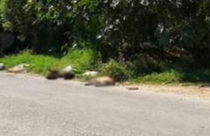 Acusan envenenamientos de 37 perros en Cuernavaca