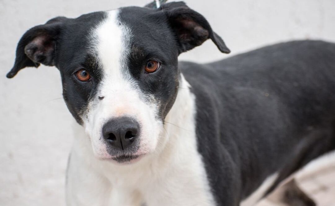 Este método funciona si tu lomito está vendado antes de que inicié la pirotecnia. Foto: Especial