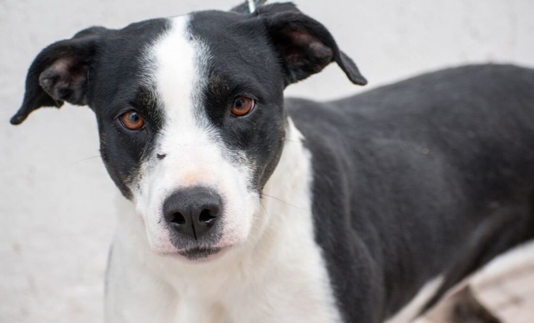 Ante la ola de calor por la que atraviesa gran parte del territorio mexicano, las alertas para proteger a las mascotas del calor no dejan de difundirse. Foto: Archivo / El Universal