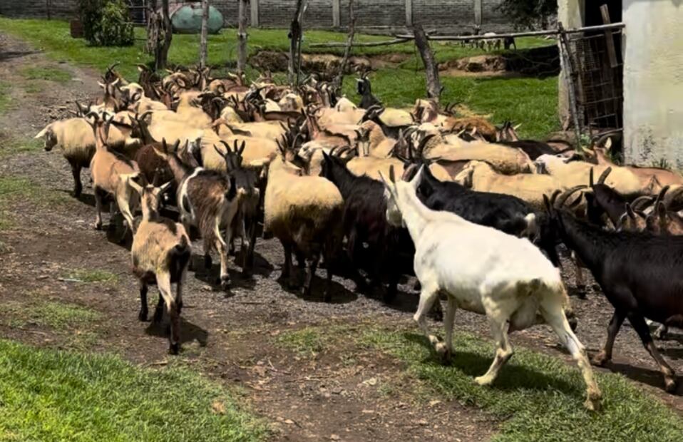 En La Remigia elaboran diferentes alimentos a partir de leche de cabra, vaca y oveja. Foto: El Universal