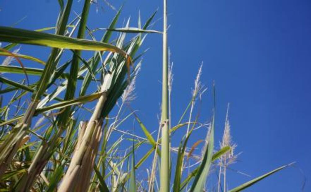 Después del temblor, Jojutla se levanta a través del arroz