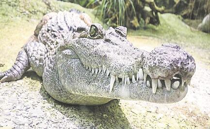 Hombre intenta rescatar a soldado de ataque de cocodrilo pero sale herido en Australia