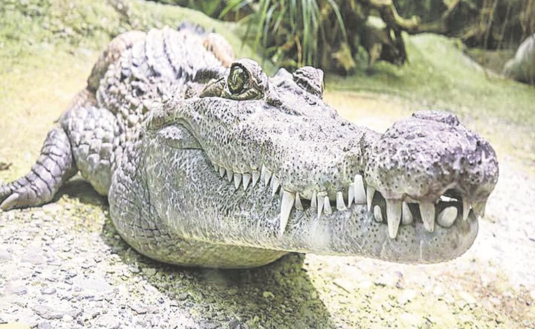 Foto ilustrativa: Archivo