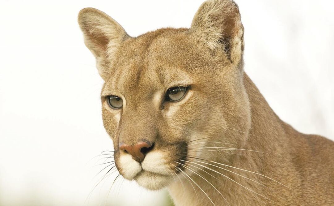 Foto: Archivo / EL UNIVERSAL