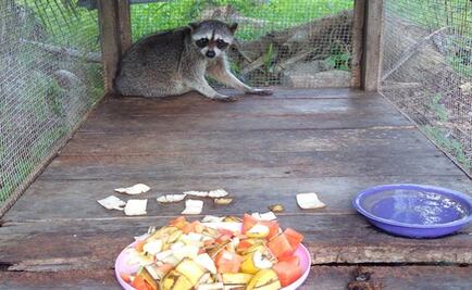 Aseguran ejemplares de vida silvestre en 5 estados