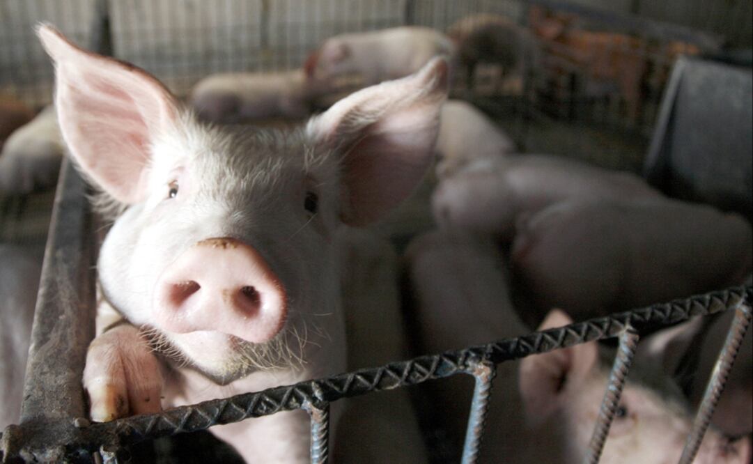 Pig farm in Michoacán – Photo: Jesús Vieyra/EL UNIVERSAL