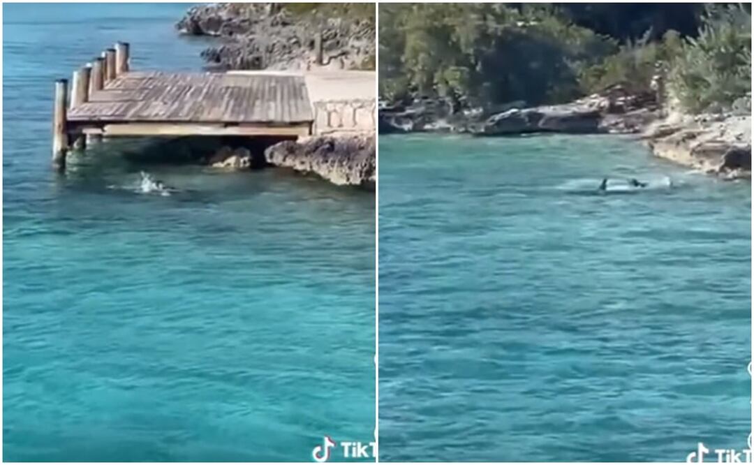 Turistas captaron el momento en que un perro se enfrenta con un tiburón en las Bahamas. Foto: Tomada del video