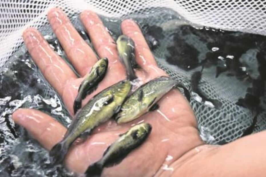 El Foco. Machos, misóginos y gandallas, Ana Guevara en país enfermo