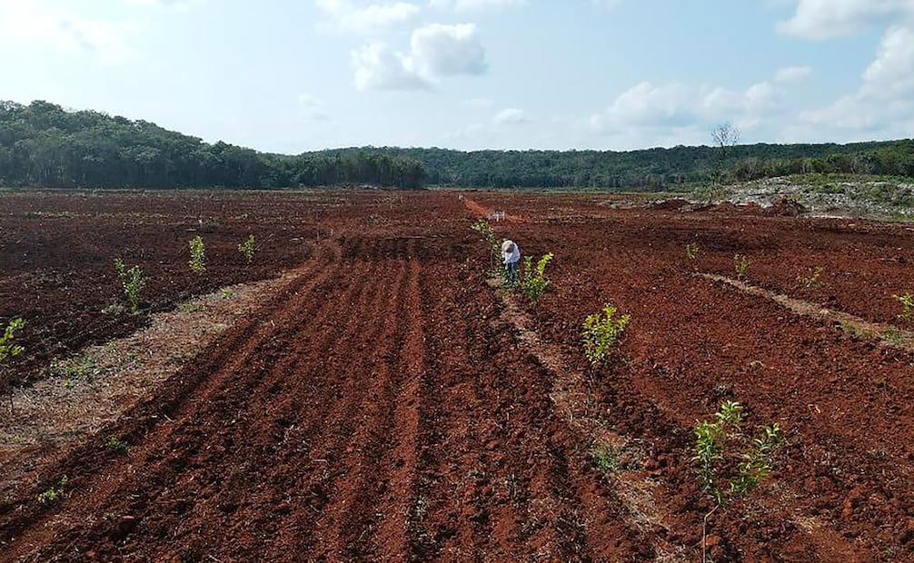 Foto: Cortesía Citrus Patrimonial