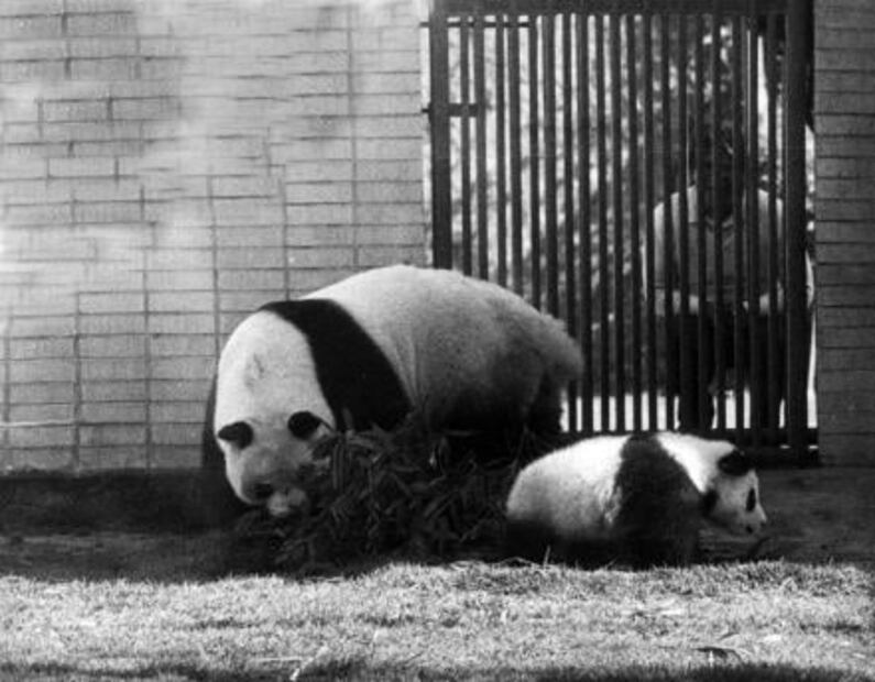 El zoológico antes de Bantú