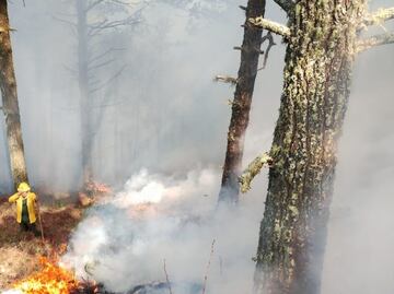 Activan Plan Tamaulipas para combatir incendios forestales en 12 municipios; 4 siniestros están en su mayoría controlados