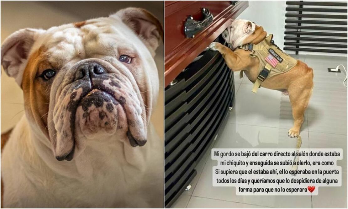 Orión, un bulldog, conmovió al despedir a su dueño, Jack Ramírez, asesinado en Colombia. FOTO: INSTAGRAM