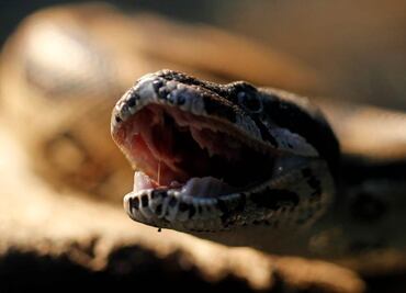 Boa de más de 2 metros causa zozobra a habitantes Medellín, Veracruz