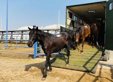 Sedena dona caballos y yeguas para elaboración de suero contra Covid-19