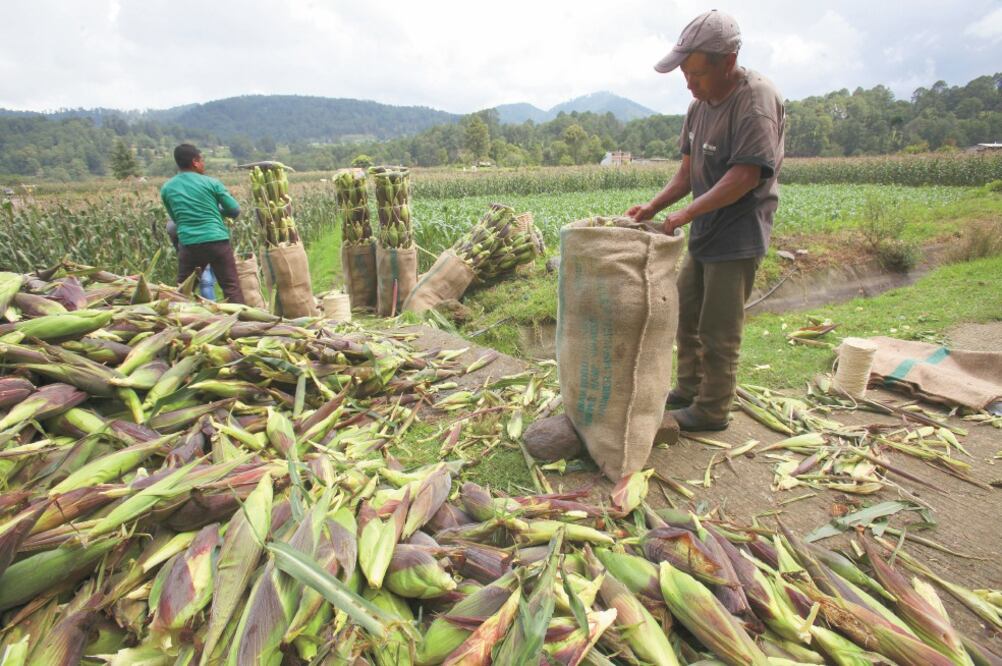 Contribuir al fin de la pobreza y de la crisis alimentaria será la tarea de los egresados de la carrera de Ciencias Agroforestales. Foto: ARCHIVO EL UNIVERSAL