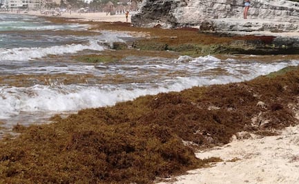 Sargazo en Caribe mexicano es “muy diferente” a otros años: autoridades
