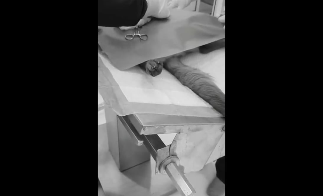 Foto: Captura de video