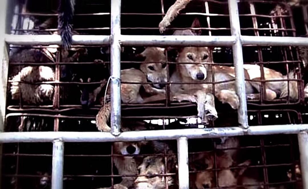 Video alerta sobre consumo de carne canina en Vietnam