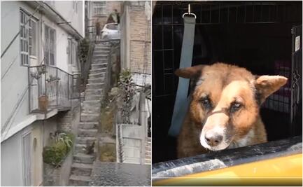 Perrito “Lobito” se recupera tras ser aventado por escalera de 15 metros en Naucalpan; permanece bajo resguardo