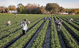 EU emite alerta para que instituciones financieras denuncien a trabajadores migrantes indocumentados; pide informe de actividad sospechosa