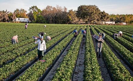 Trabajadores migrantes expulsados son difíciles de reemplazar, admite Trump; hacen el trabajo "de forma natural"