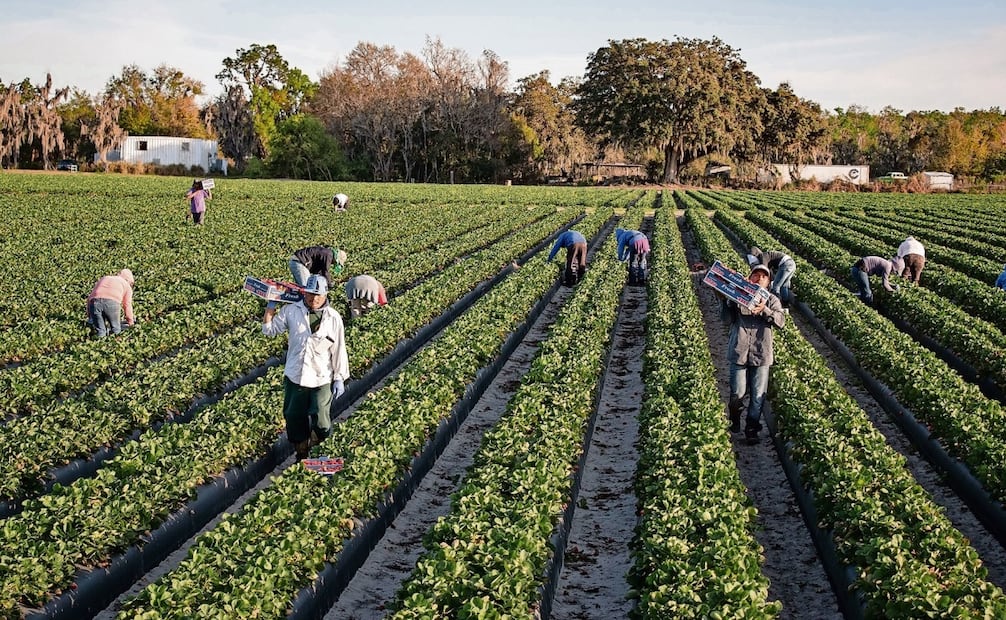 La cotización del trigo se disparó un 15% con respecto al año pasado Foto: Juana García / EL UNIVERSAL
