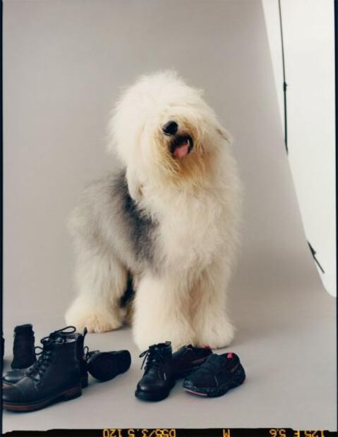 Perros y gatos son protagonistas en la nueva colección de Zara