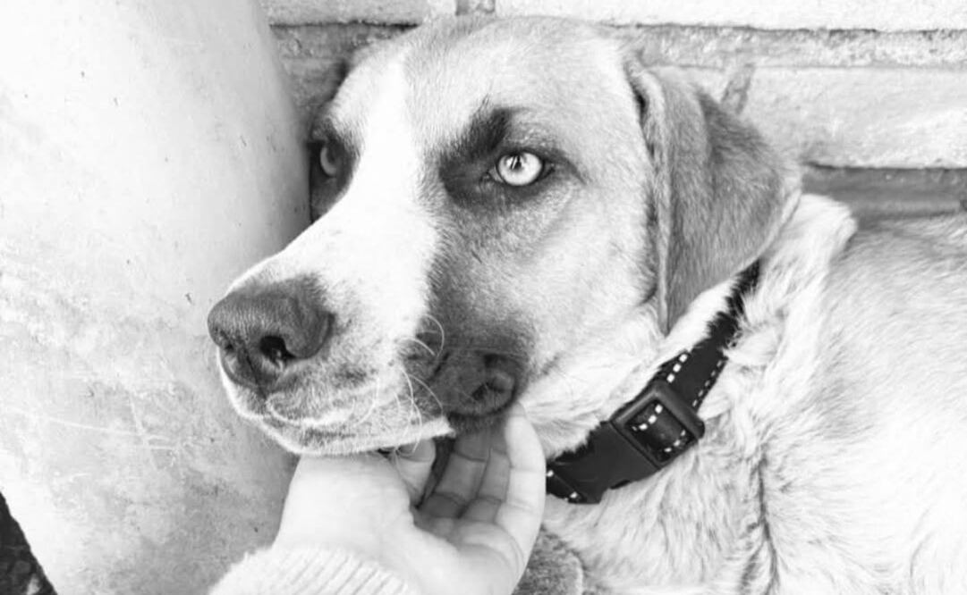 Muere “Chichi” madre de cachorros que fueron quemados en Puebla (03/02/2025). Foto: Choludogs