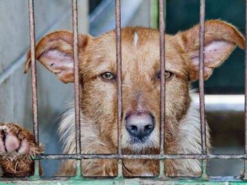 Difunden foto de presunta cabeza de perro en taquería de CDMX