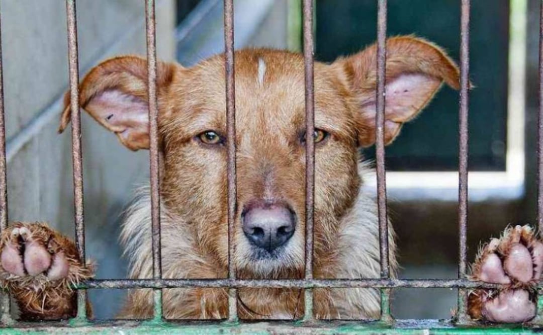 Foto: Especial/El Universal