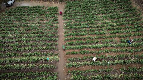 Declaran terrazas agrícolas del suelo de conservación como Patrimonio Biocultural de la CDMX 