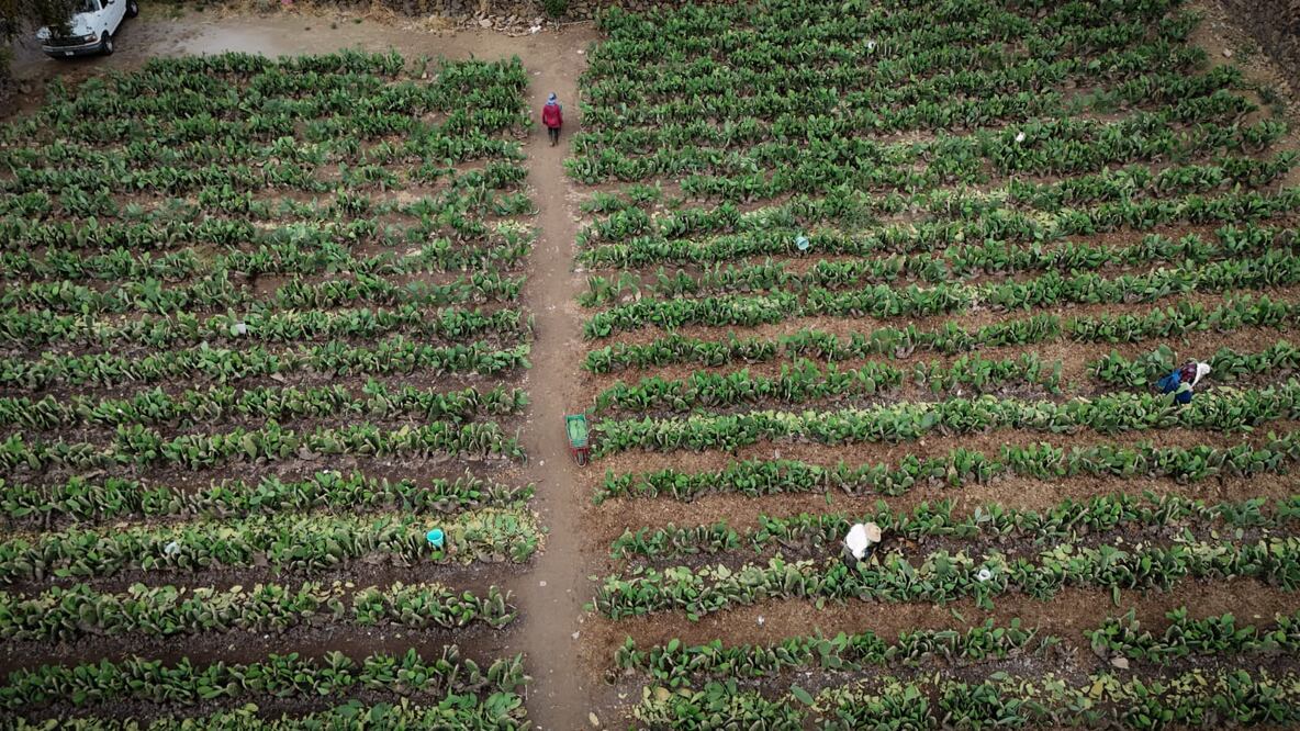 Terrazas agrícolas. Foto: Especial