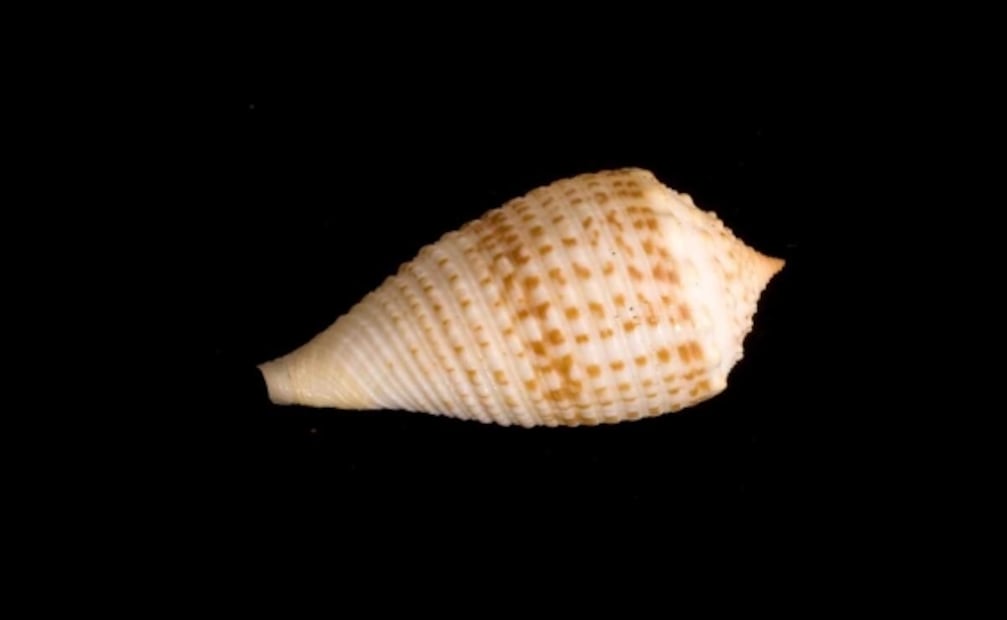 Científicos descubren propiedades analgésicas en el veneno de caracol