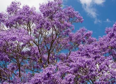 ¿Amas las jacarandas? Este mapa te dice dónde verlas en CDMX