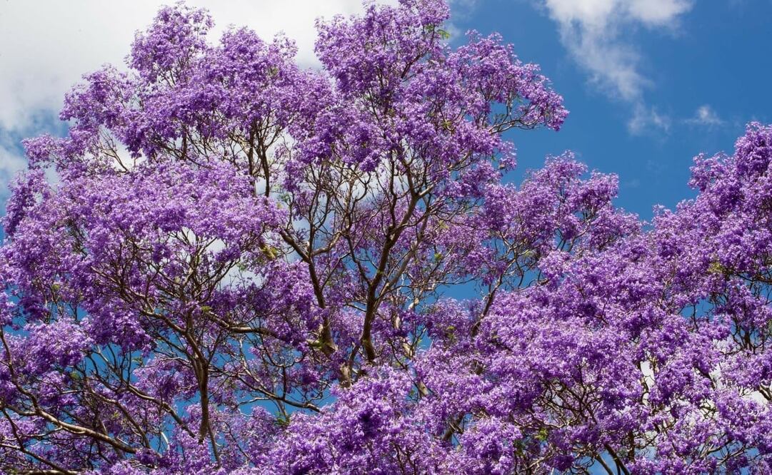 Las jacarandas florecen desde marzo y hasta mediados de abril en CDMX. Foto: Pixabay. Patty Jansen
