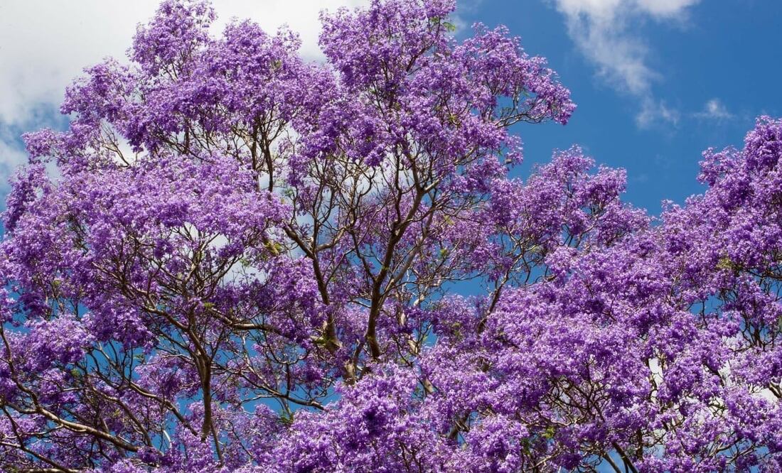 Las jacarandas florecen desde marzo y hasta mediados de abril en CDMX. Foto: Pixabay. Patty Jansen