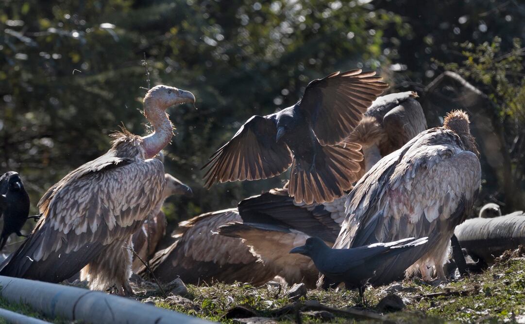 Fotos: ARCHIVO EL UNIVERSAL
