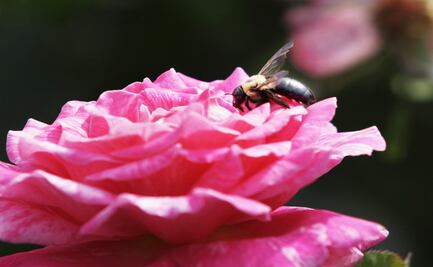 Día Mundial de las Abejas: Las lecciones que deberíamos de aprender de ellas