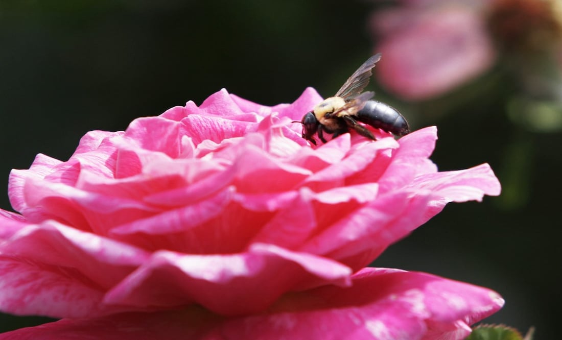 Foto: Las abejas son los pequeños insectos encargados de polinizar las plantas - Foto: Bebeto Matthews/AP