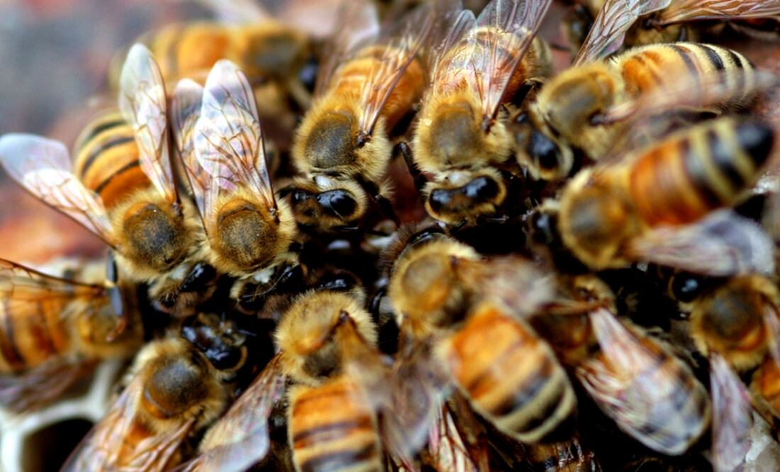 Foto: Archivo/ EL UNIVERSAL