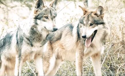 Nacen 6 crías de lobo gris mexicano en zoológico de Tamaulipas