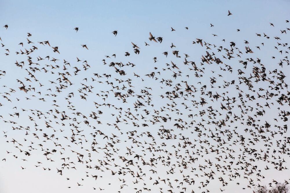 Ave migratoria. Foto: Stock