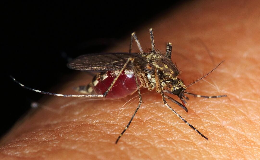 La enfermedad, transmitida por el mosquito Aedes aegypti, ha mostrado un comportamiento preocupante en la entidad. Foto: Archivo