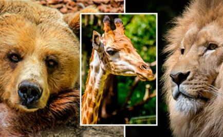 Estudian la personalidad de los animales