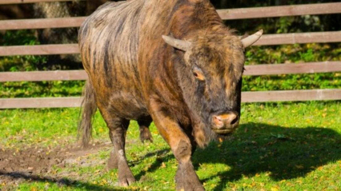 Asombrosos animales híbridos que tal vez no conocías