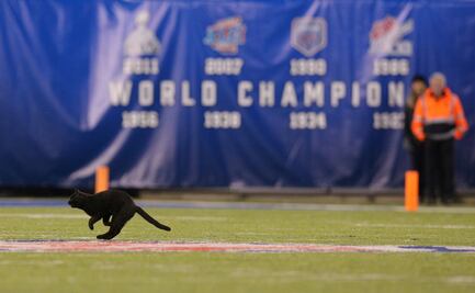 El gato negro que interrumpió el partido de los Cowboys sigue suelto