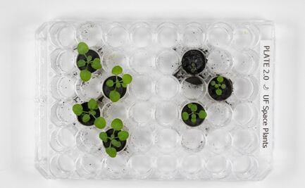 Con muestras de polvo lunar, Científicos logran cultivar plantas