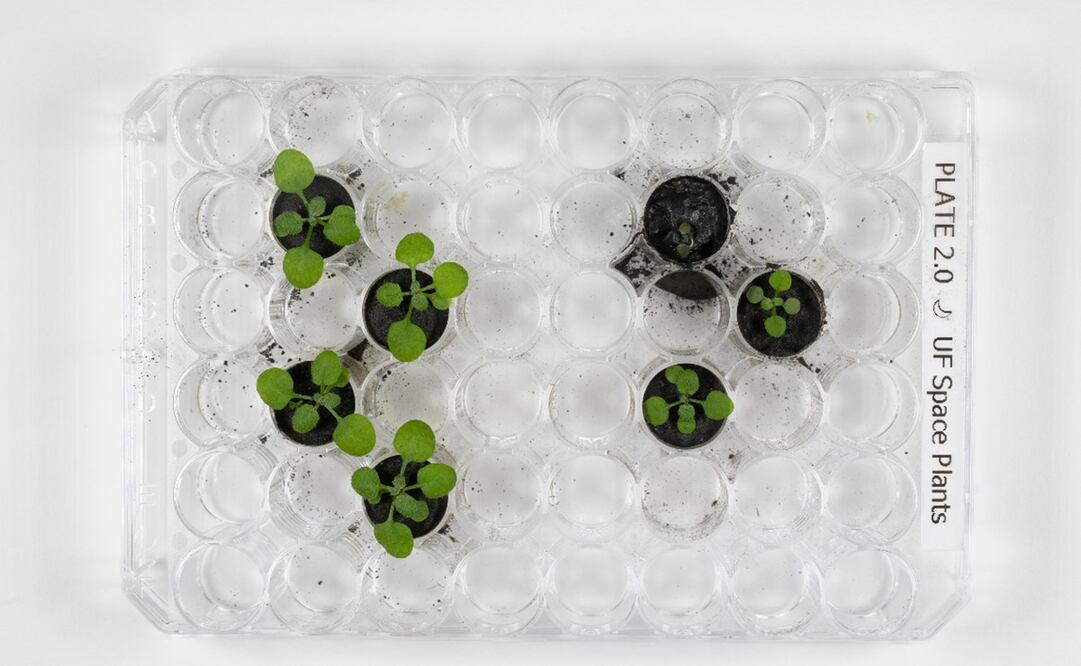 Foto: EFE/ Tyler Jones